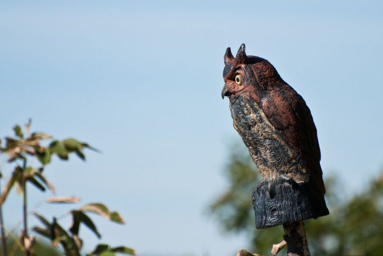 Are All Birds Afraid of Owls? Shocking Truths That’ll Ruffle Feathers!