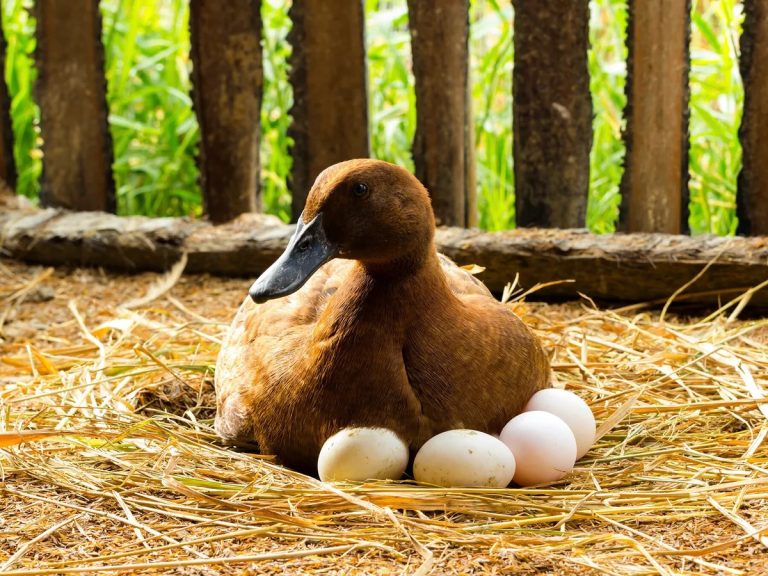 Are Bird Eggs Fertilized Before They Are Laid: Facts Every Bird Lover Should Know