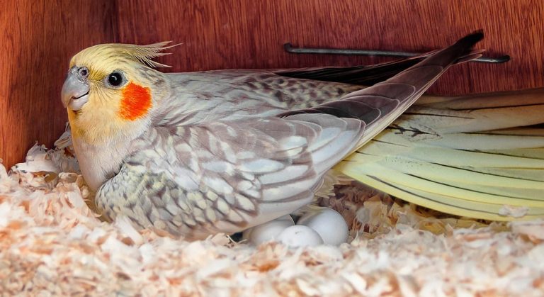 Are Bird Eggs Soft When Laid? Understanding Egg Development and Safety