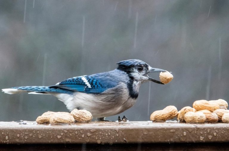 Are Bird Peanuts Safe for Humans or a Hidden Health Risk