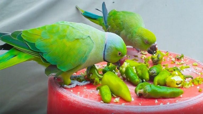 Are Birds Affected By Capsaicin And How It Influences Their Feeding Behavior