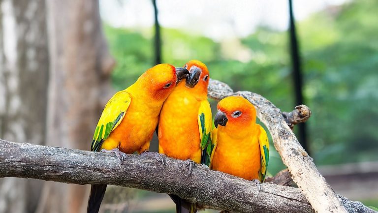 Are Birds Considered Pets? Surprising Truths Every Owner Should Know