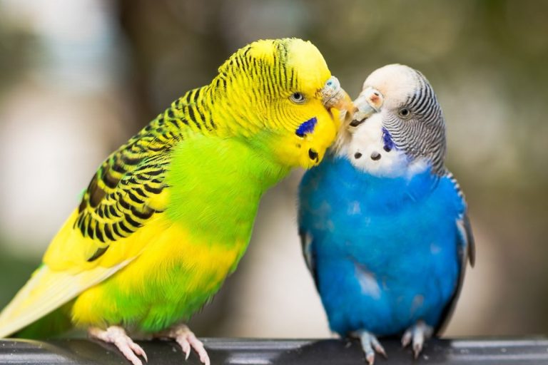 Are Birds Considered Pets When Renting – What Tenants Need To Know