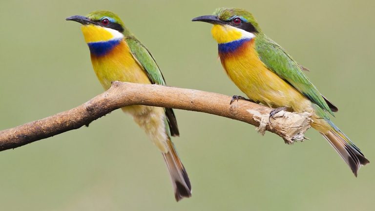Are Birds Sexual Or Asexual: Exploring How Birds Reproduce