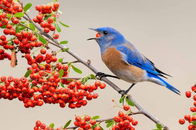 Are Burning Bush Berries Poisonous to Birds: What You Need to Know