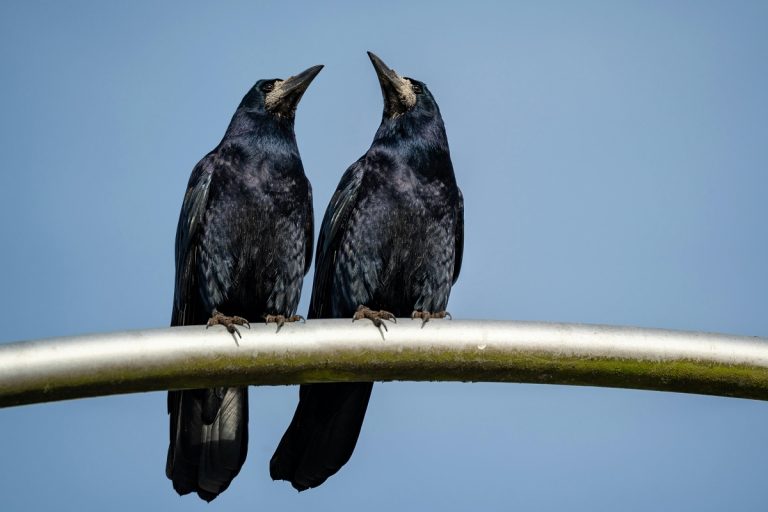 Are Crows Birds Of Prey Or Just Intelligent Opportunistic Hunters