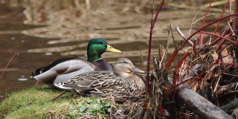 Are Ducks Game Birds – Understanding Hunting And Wildlife Classification