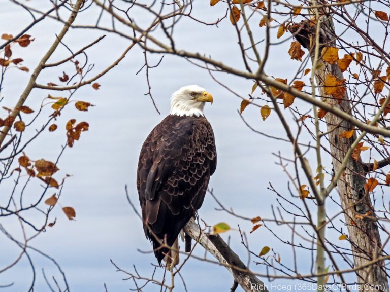 Are Eagles Smart Birds? Mind-Blowing Tests Exposed