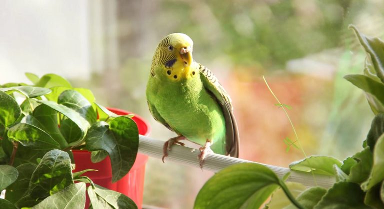 Are Ficus Trees Poisonous To Birds And How To Keep Your Pets Safe
