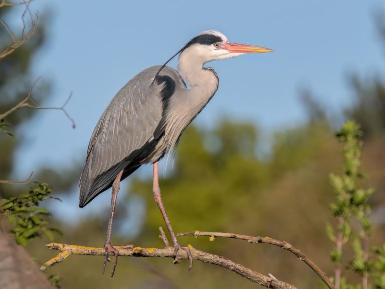 Are Herons Birds Of Prey Or Unique Wading Hunters