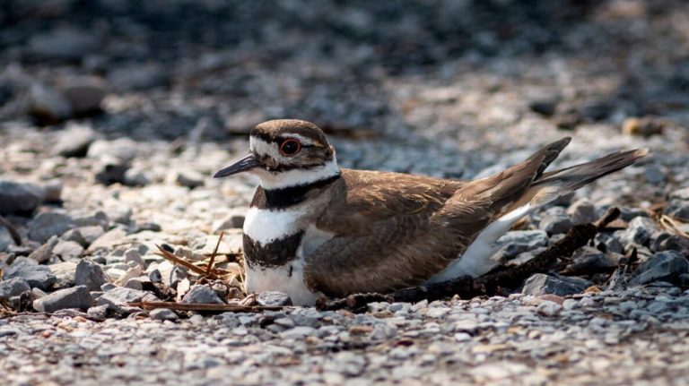 Are Killdeer Birds Dangerous? Facts Every Backyard Observer Should Know