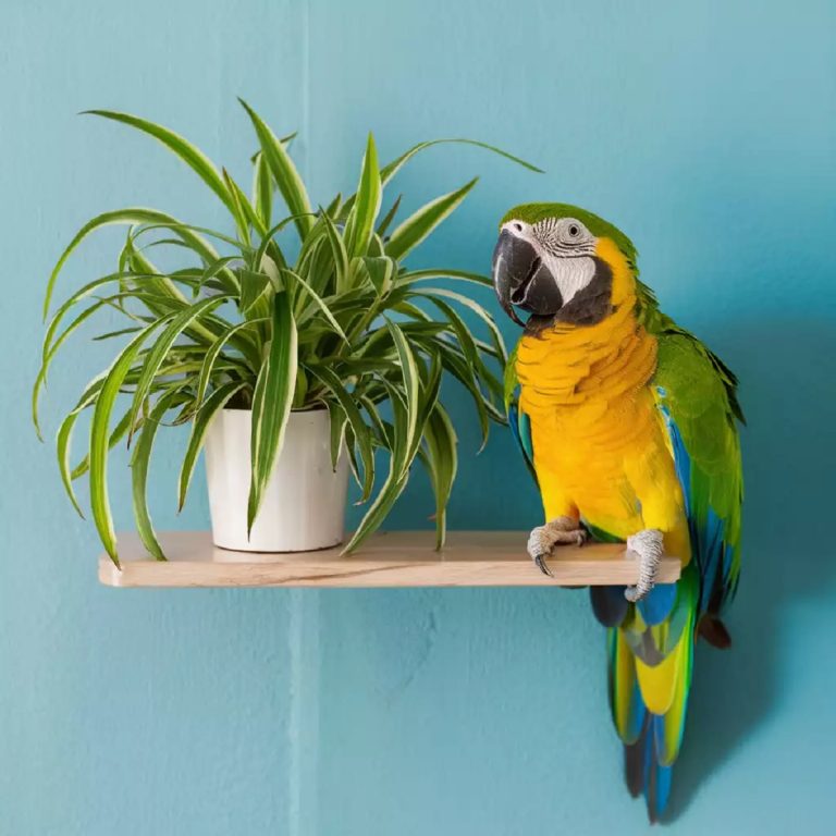 Are Snake Plants Toxic to Birds: What Every Bird Owner Should Know