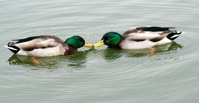 Are There Homosexual Birds: Exploring Same-Sex Behavior In Avian Species