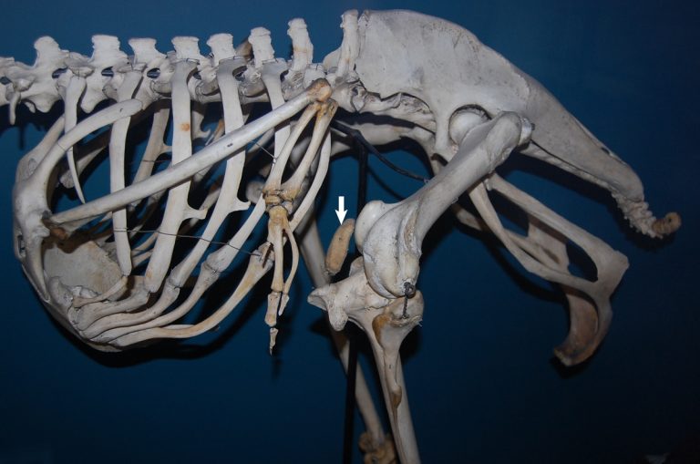 Bird Rib Cage: Structure, Function, And Unique Adaptations