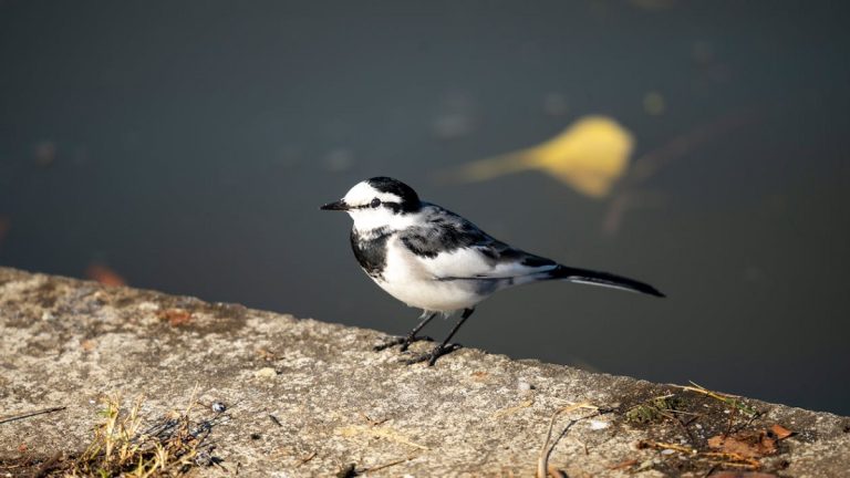Black Backed Wagtail: Identification, Behavior, And Habitat Guide