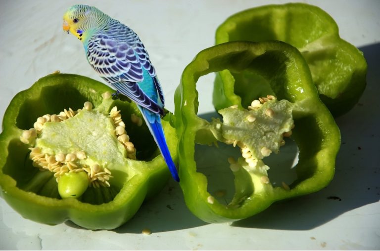 Can Birds Eat Bell Peppers: A Guide To Feeding Your Feathered Friends Safely