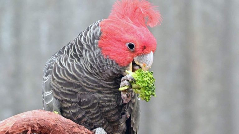 Can Birds Eat Broccoli: Safe Feeding Tips And Benefits