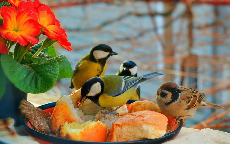 Can Birds Eat Cake? What You Should Know About Feeding Birds