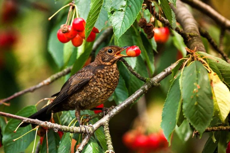 Can Birds Eat Cherry Pits: What Every Bird Owner Needs To Know