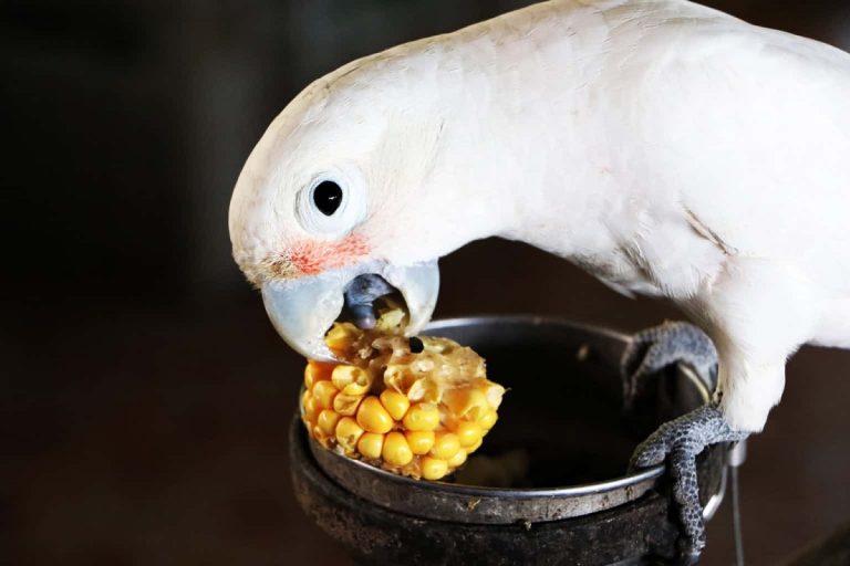 Can Birds Eat Cornmeal: Safe Feeding Facts Every Bird Lover Should Know