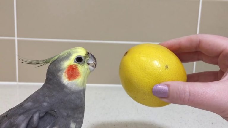 Can Birds Eat Lemons: Safety, Benefits, and Risks
