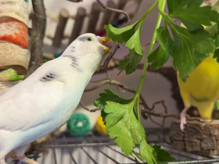 Can Birds Eat Mint Safely And How To Introduce It To Their Diet