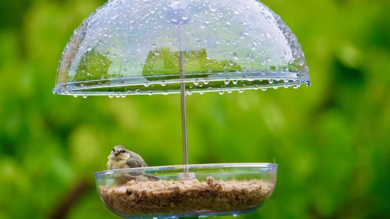 Can Birds Eat Uncooked Grits: Safe Feeding Tips for Your Feathered Friends