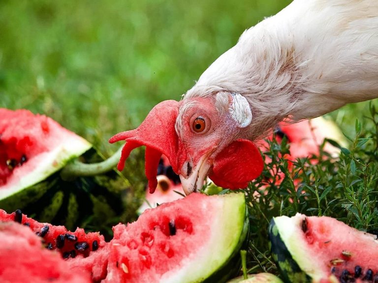 Can Birds Eat Watermelon Seeds – Safe Or Risky Treat For Backyard Birds