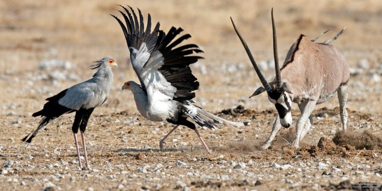 Can Secretary Birds Fly: Understanding Their Unique Flight Abilities