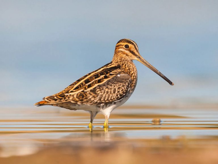 Common Snipe: Habits, Habitat, And Identification Tips