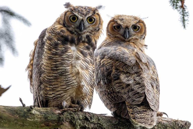 Great Horned Owl Feather Identification: Tips, Tricks, and Key Features