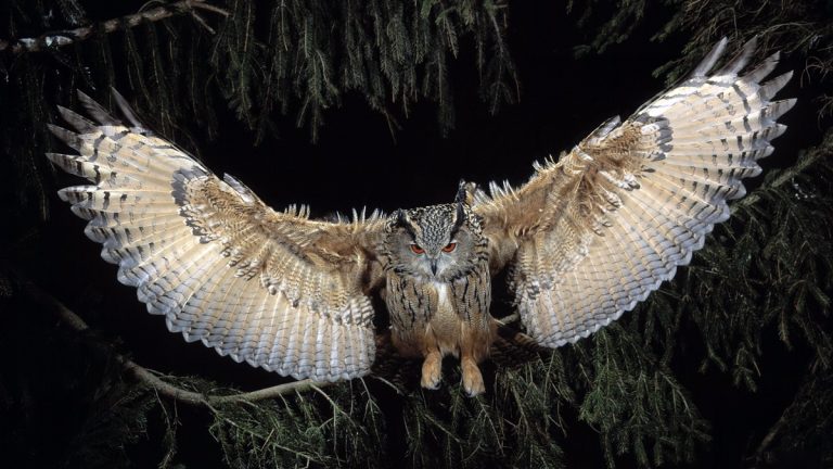 Great Horned Owl Wings: Structure, Function,  and Flight Secrets