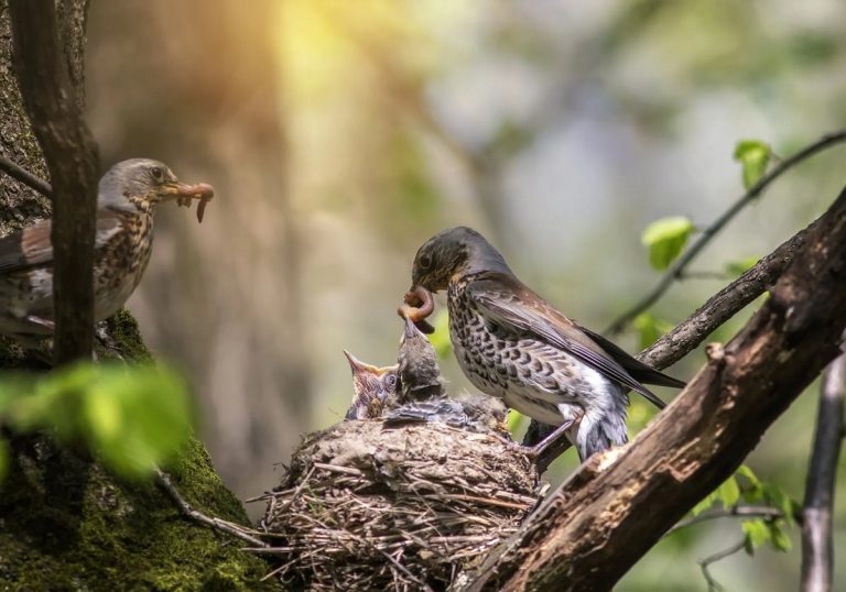 How Often Do Birds Have Babies: A Complete Breeding Cycle Breakdown