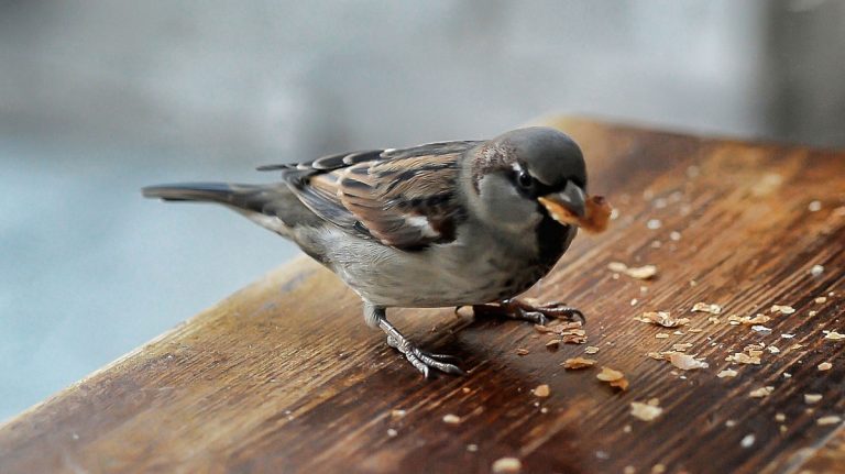 How To Get Birds To Stop Pooping On My Deck Quickly And Safely
