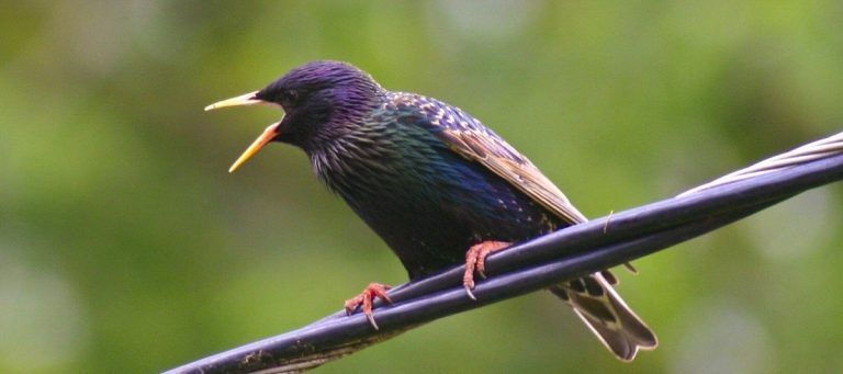 How to Get Rid of Starlings But Not Other Birds: Targeted Bird Control Solutions