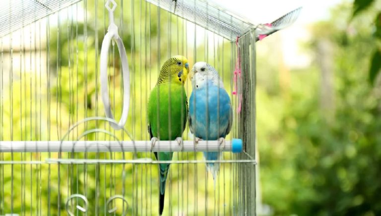 How to Hang a Bird Cage: Safe and Stylish Tips for Your Feathered Friend