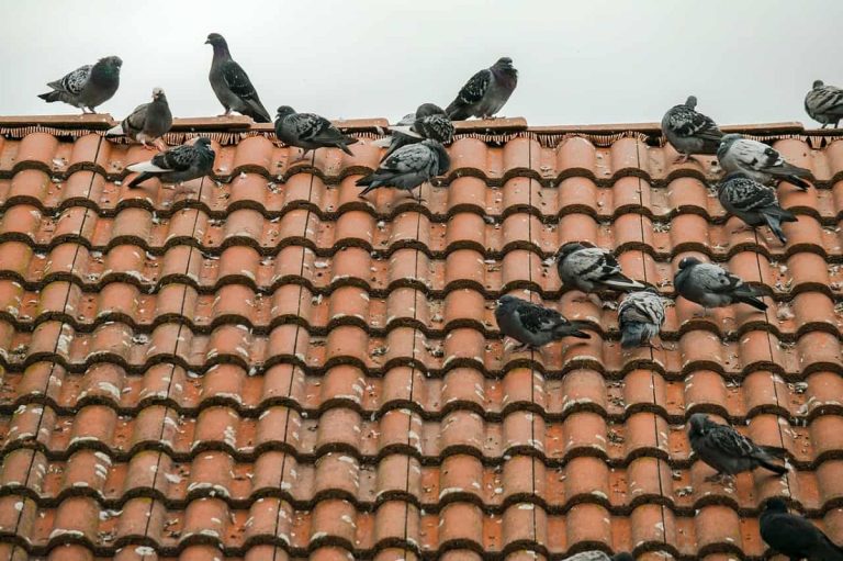 How To Keep Birds Off Ledges: Effective and Humane Solutions