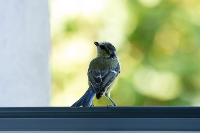 How To Keep Birds Off Window Ledges – Effective Tips For A Bird-Free View