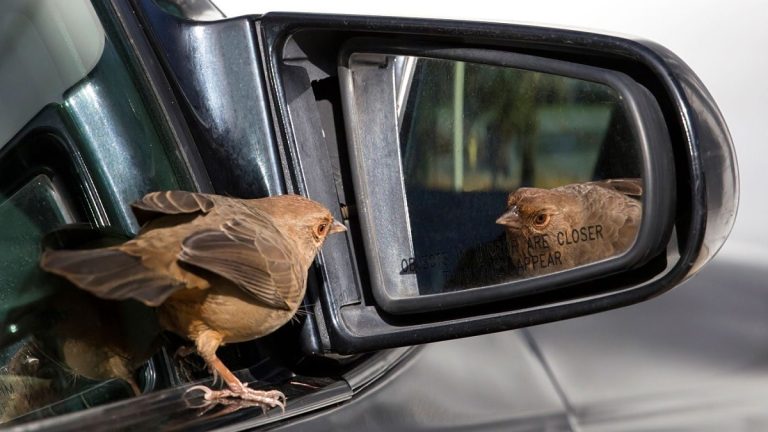 How To Keep Birds Off Your Vehicle: Effective Tips And Tricks To Protect Your Car