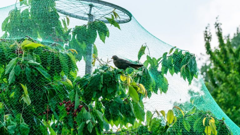 How to Keep Birds Out of Arborvitae Without Harming Plants or Wildlife