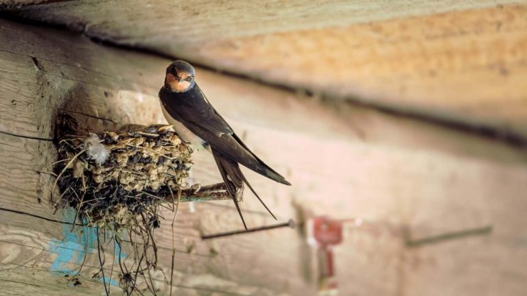 How To Keep Birds Out Of Buildings: Effective and Humane Strategies