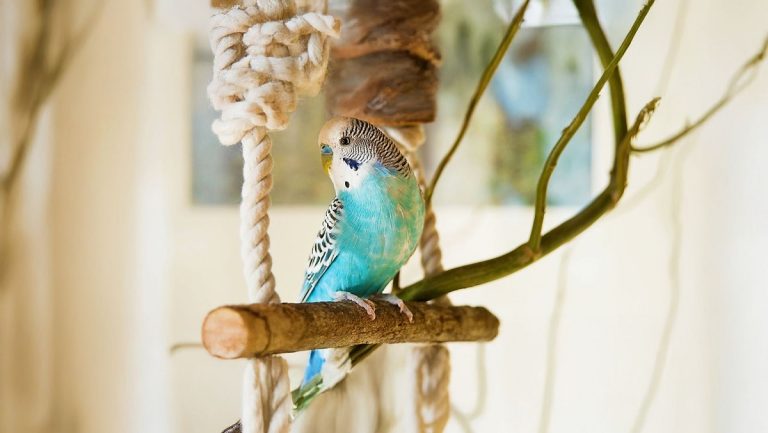How To Keep Pet Birds Quiet: Practical Tips For A Peaceful Home
