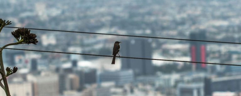 How to Keep Your Bird Warm During a Power Outage: Essential Emergency Care Tips