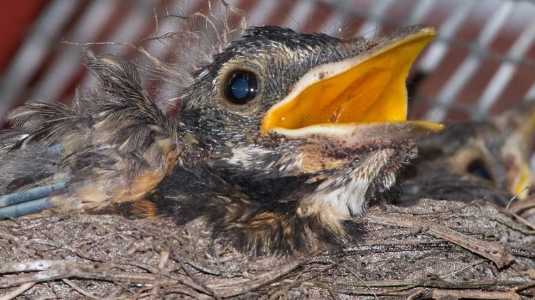 How To Kill Mites On Birds: Effective Treatment And Prevention Tips