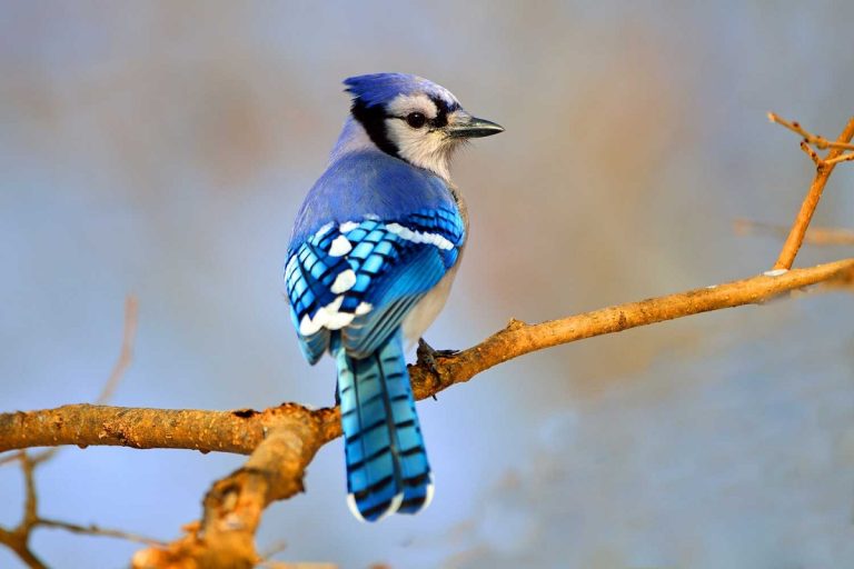 Is a Blue Jay a State Bird? 7 Surprising State Picks Revealed