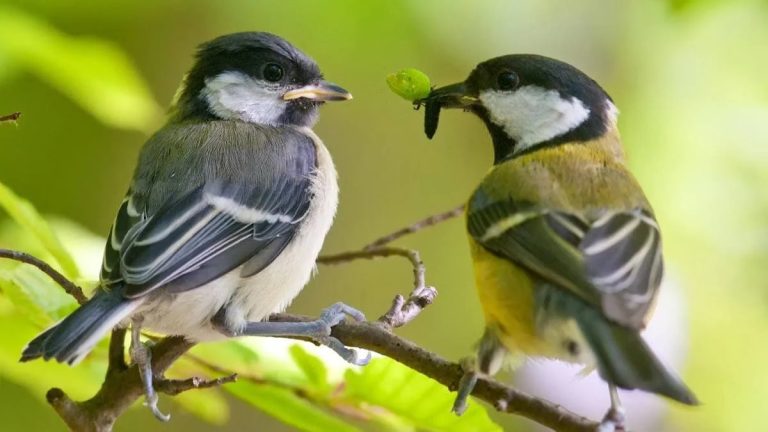 Is Grubex Safe For Birds? Understanding Risks and Precautions