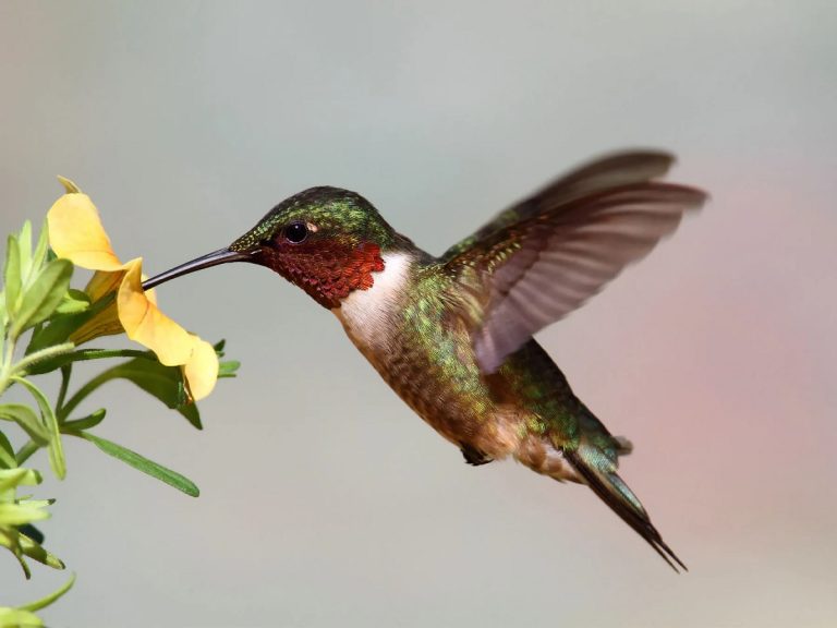 Juvenile Ruby Throated Hummingbird Care, Behavior, and Growth Tips