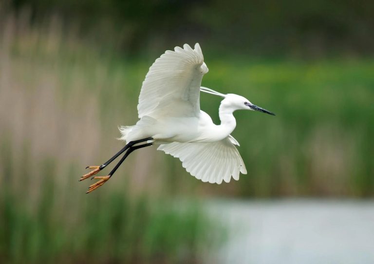 Little Egret Habitat, Behavior, and Feeding Insights