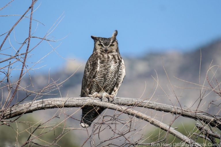 Long Eared Owl vs Great Horned Owl: Key Differences You Need to Know