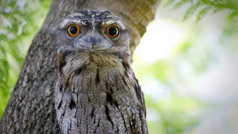 What Bird Can’t Move Its Eyeballs: Fascinating Facts About Avian Vision